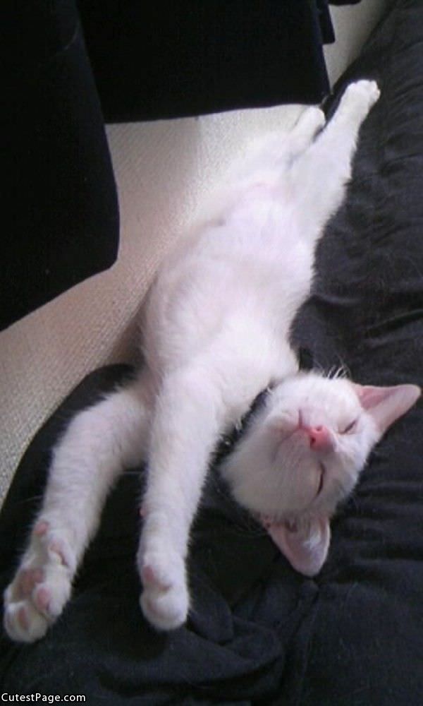 Cute Sleeping Cat