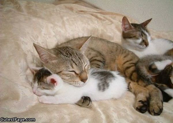 Cute Sleeping Cats
