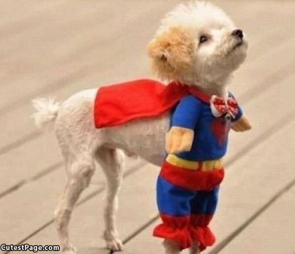 Cute Super Dog