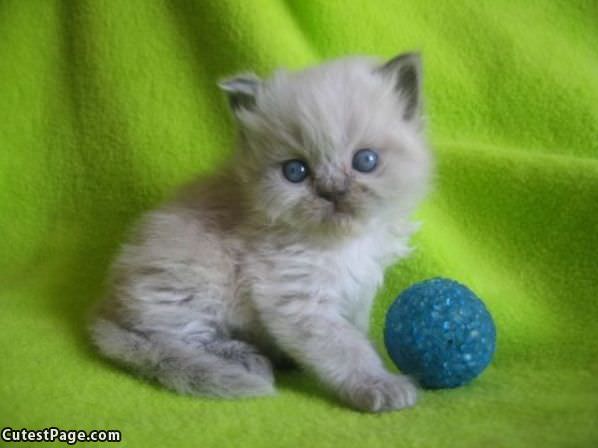 Cute Tiny Little Kitten