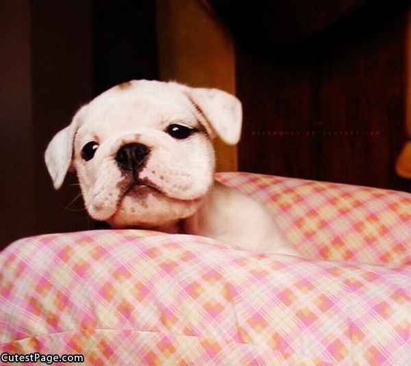 Cute Tiny Puppy