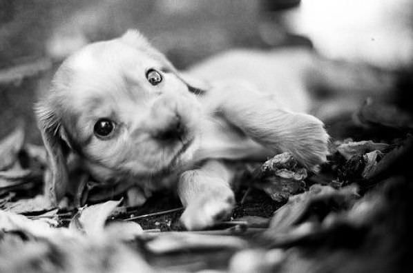 Cute Tiny Puppy Eyes