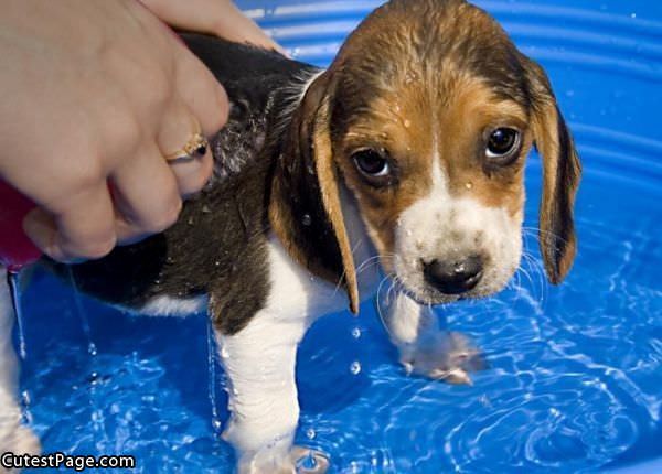 Cute Wet Puppy