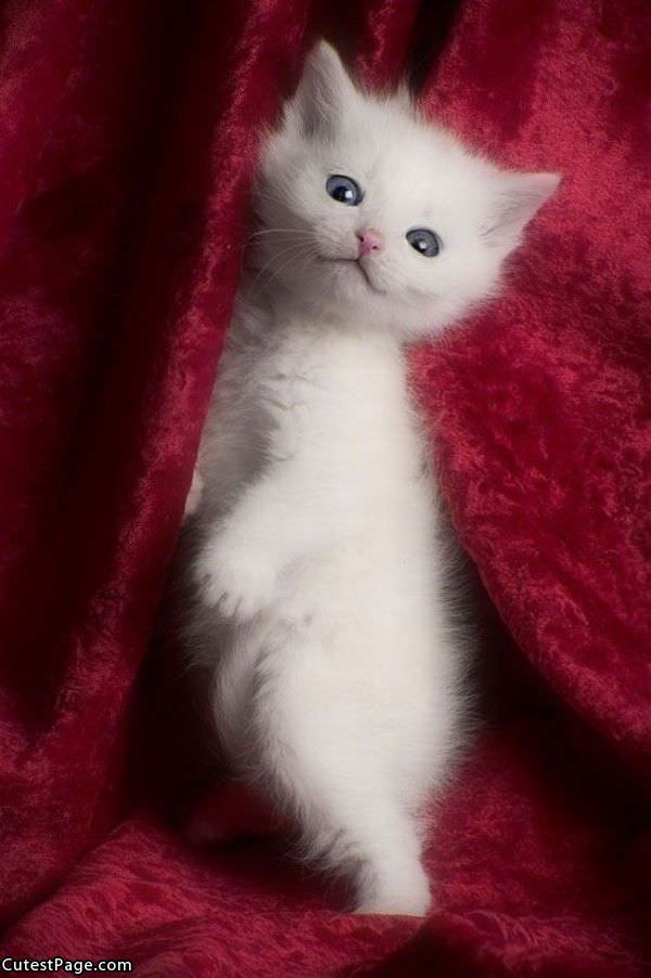 Cute White Cat Here