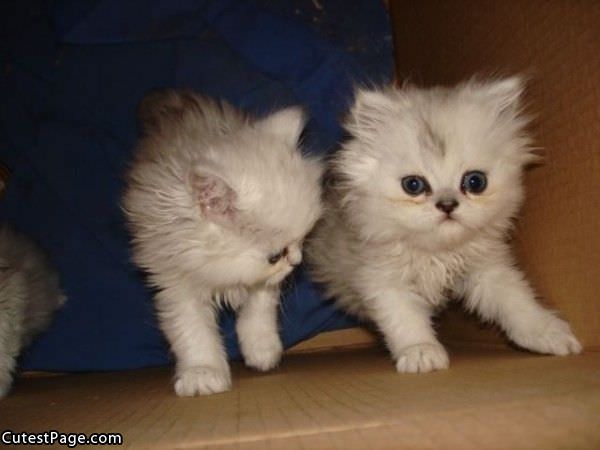 Cute White Cats