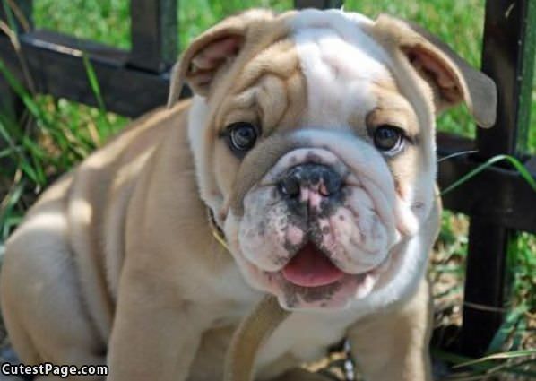 Cute Wrinkly Puppy