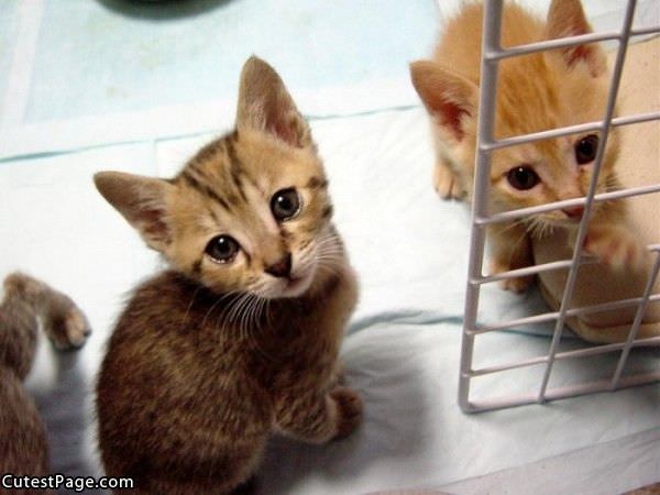 Cutest Kitten Pic