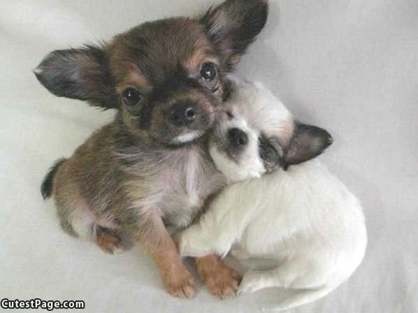 Cutest Puppies