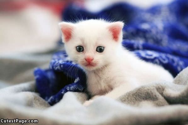 Cutie Kitten