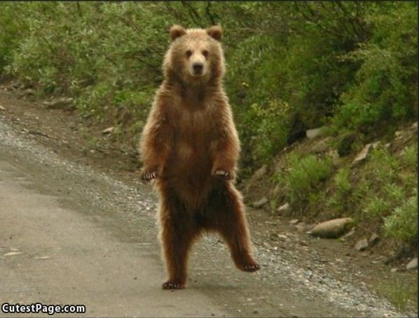 Dancing Cute Bear