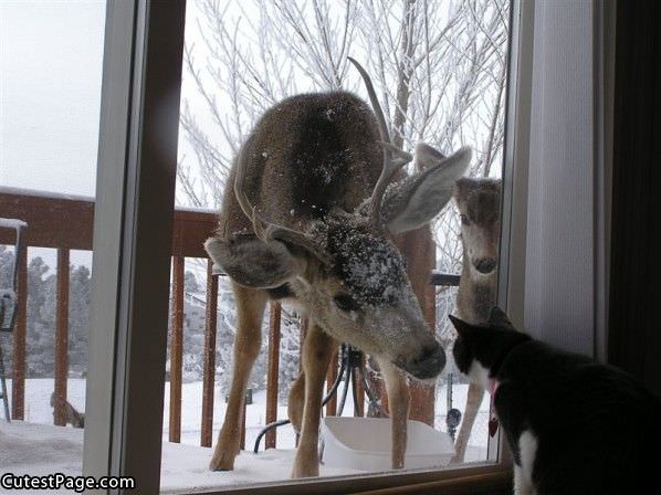 Deer And Cat
