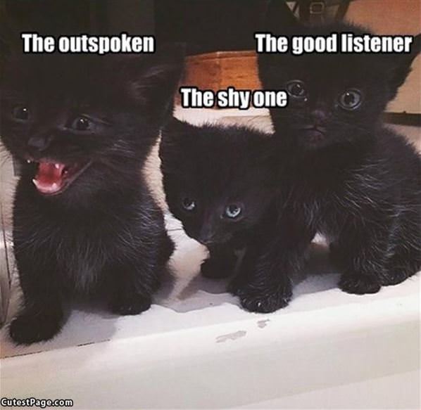 Different Kinds Of Kittens