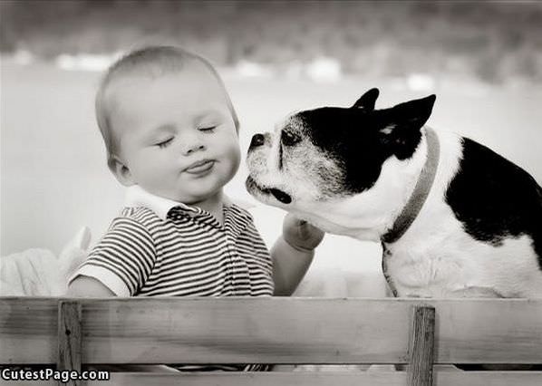 Dog And Baby