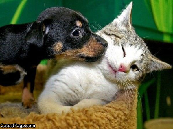 Dog And Cat Kiss