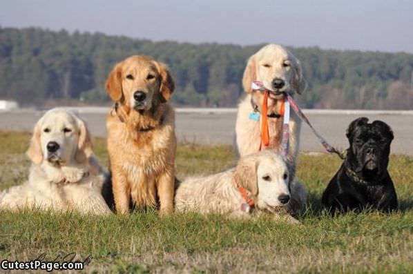 Dog Family