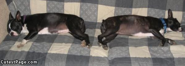 Dogs Sleeping