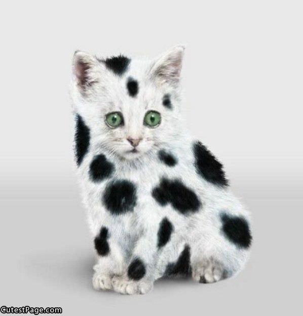 Dots Cute Kitten