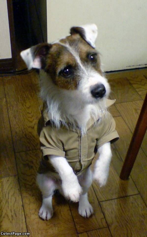 Dressed Up Cute Dog