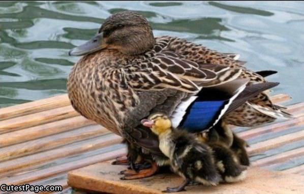 Duckie Family