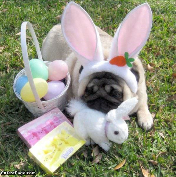 Easter Cute Dog