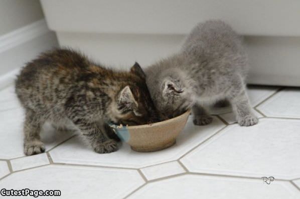 Eating Kittens