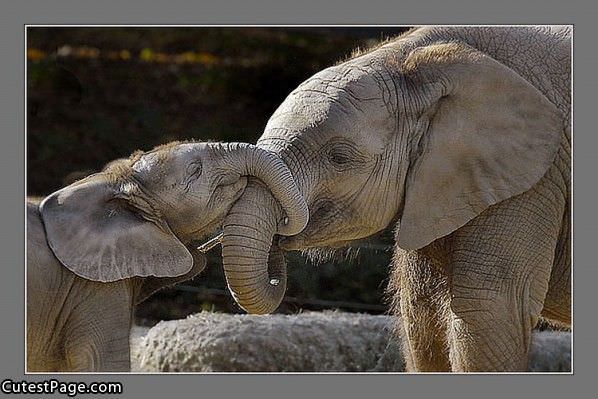 Elephant Hug