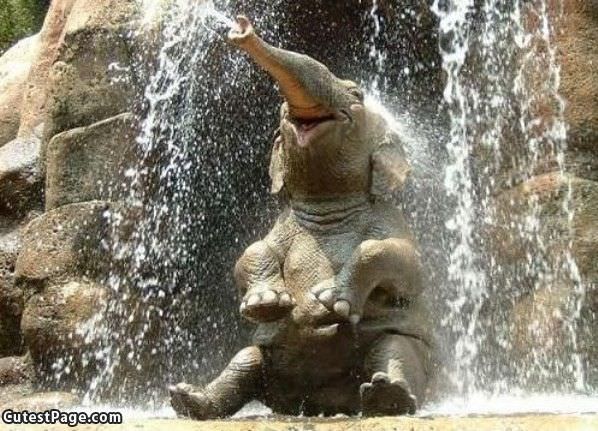 Elephant Loves Water