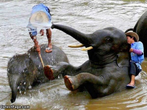 Elephant Playing