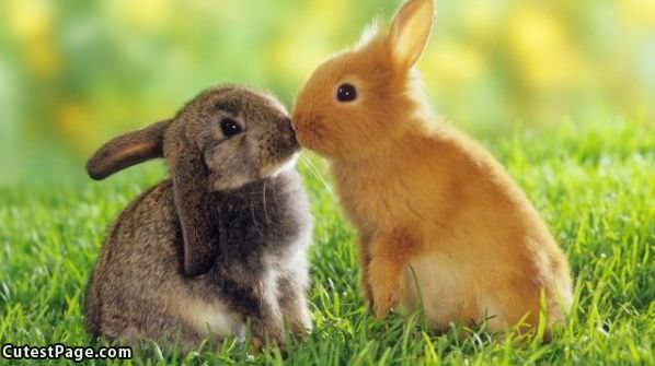 First Bunny Kiss