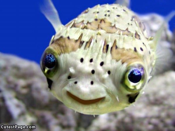 Fish Smile