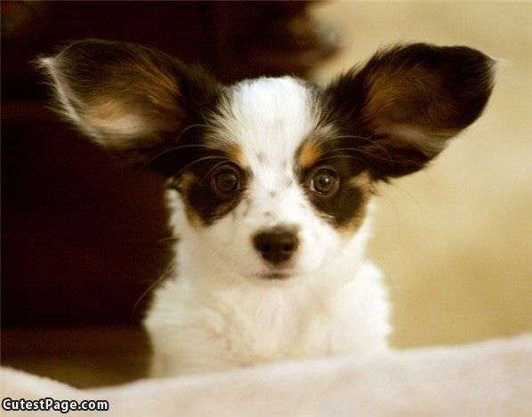 Floppy Cute Dog Ears