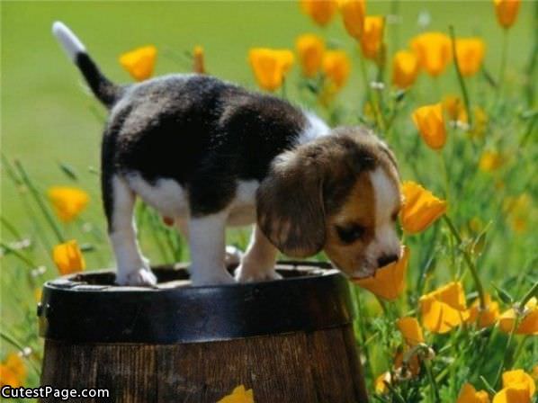 Flower Cute Puppy