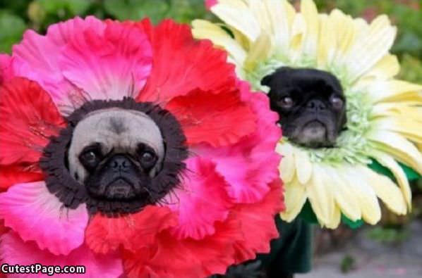 Flower Pugs