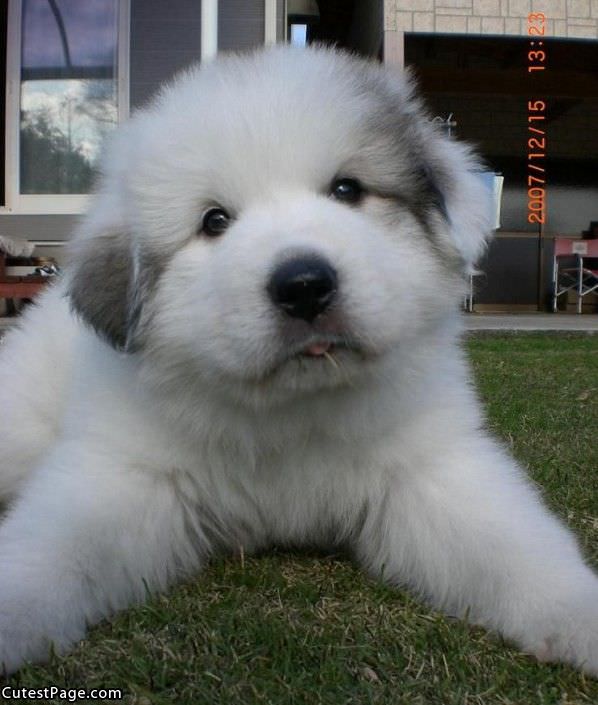 Fluffly Cute Puppy