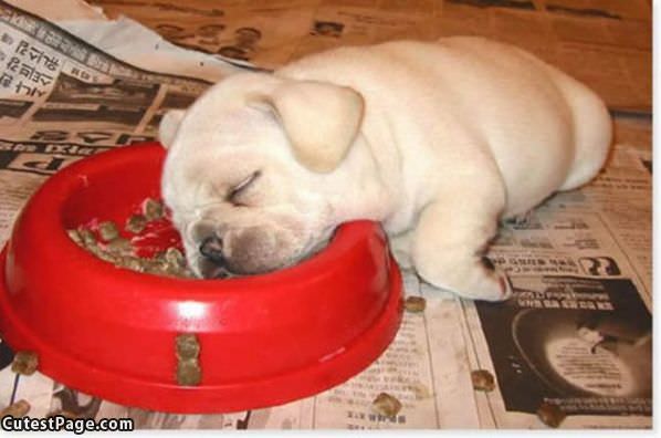 Food Is Sleepy
