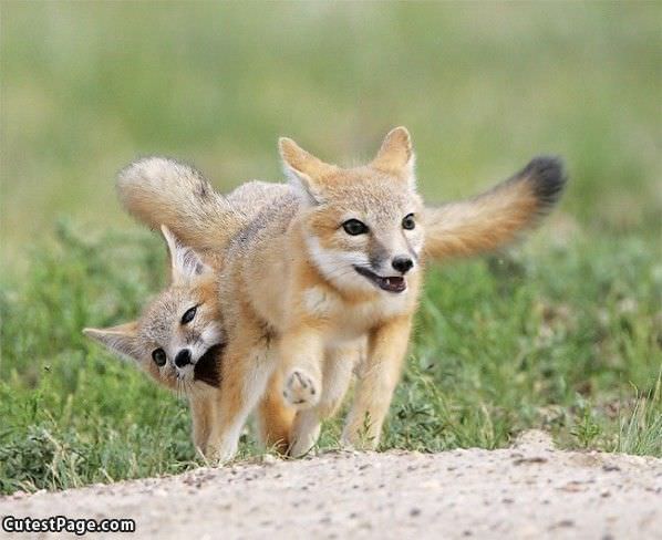 Foxes Playing Games