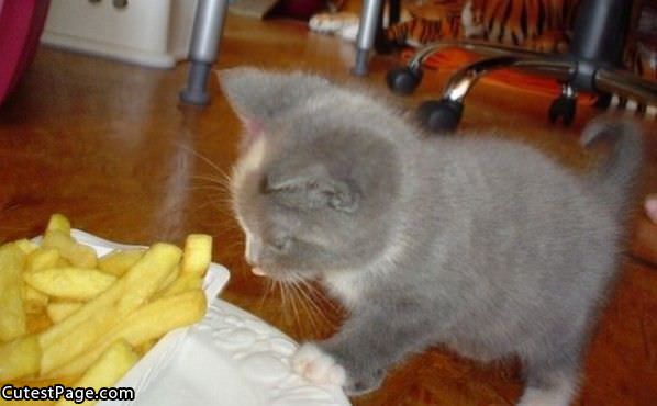 French Fry Cute Kitten
