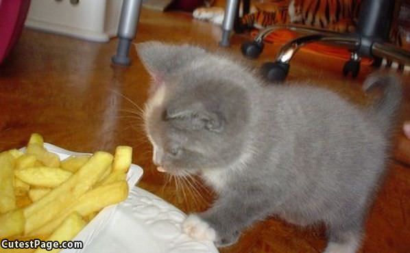 French Fry Kitten
