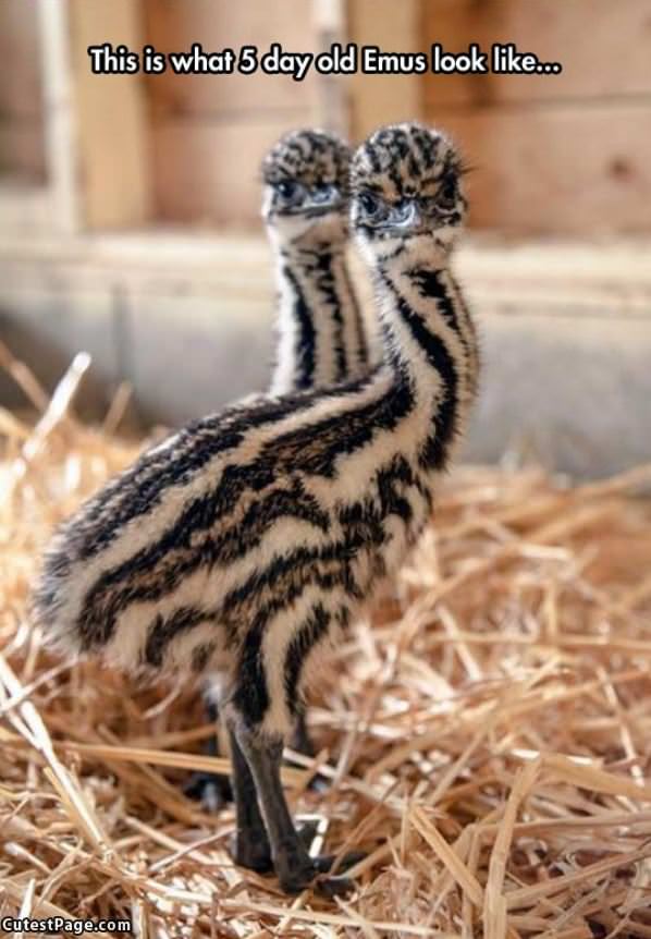 Funny Baby Emus Tiny Brothers Cute