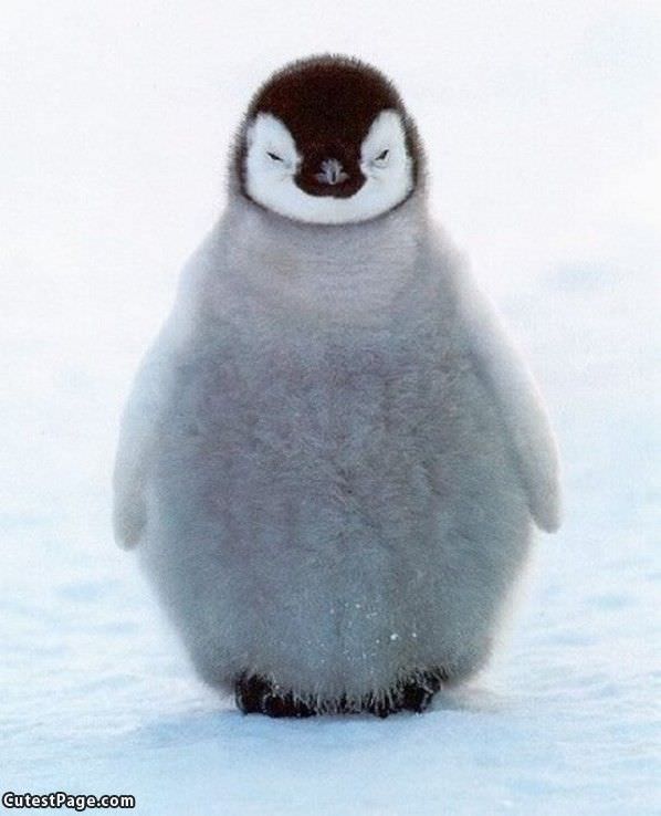 Fuzz Ball Penguin