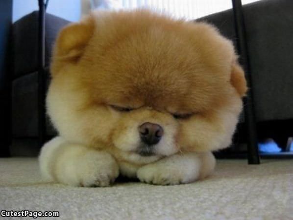 Fuzzy Face Puppy