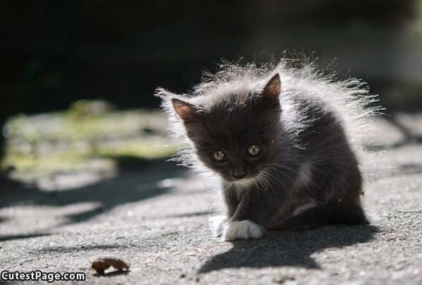 Fuzzy Little Kitten
