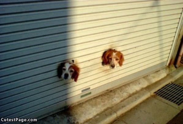 Garage Door Cute Dogs
