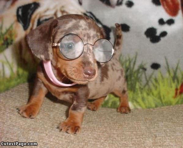 Glasses Cute Dog