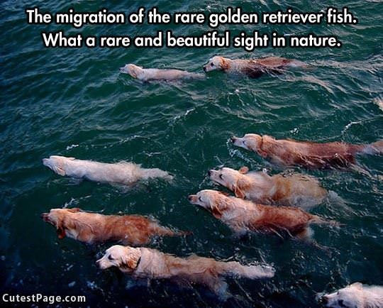 Golden Retriever Fish