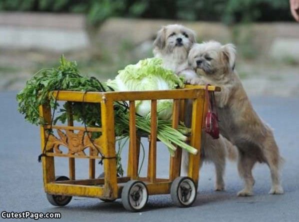 Grocery Cute Dogs