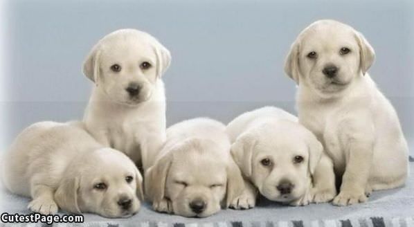 Group Of Cute Puppies