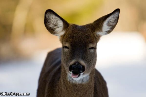 Hahaha Deer