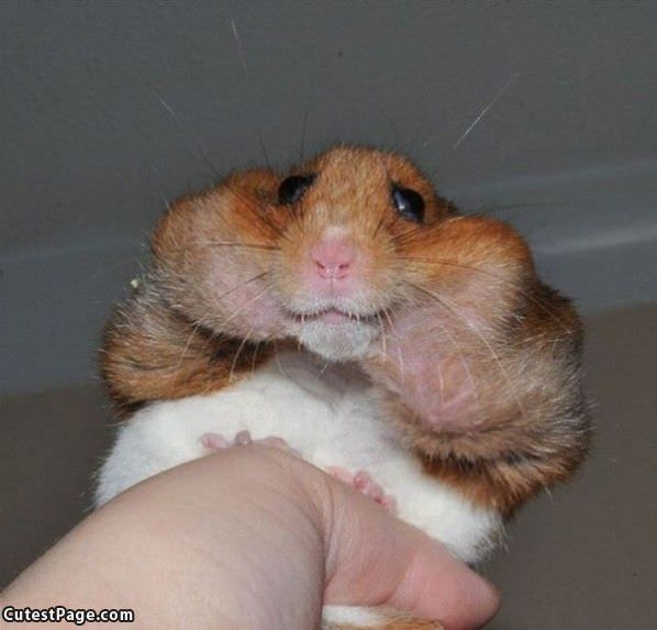Hamster Smile