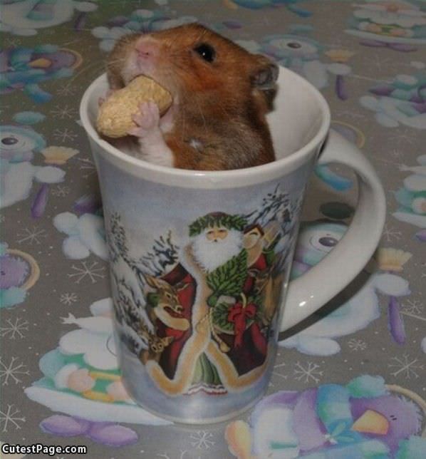 Hamster Snack